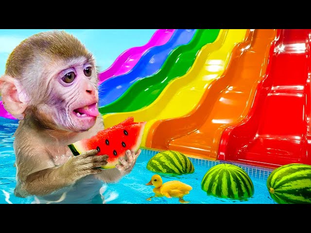 Bon Bon Monkey & Puppy celebrate Watermelon Swimming Pool vs Colorful Waterslide | BOSS ANIMAL HT