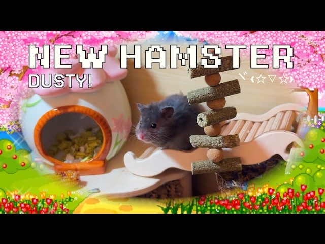 My New Hamster ☆ Dusty ☆ 🐹 Cozy Home Makeover 🏠💖   ꒰ 倉鼠家大改造🌟 ꒱