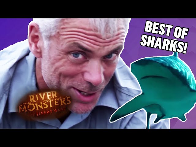 Best Of Sharks! | COMPILATION | River Monsters