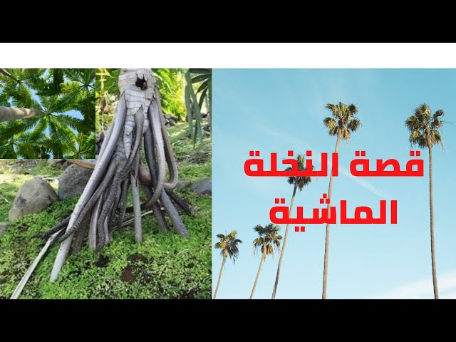 من اغرب النباتات في العالم    نخلة بتمشي لوحدها