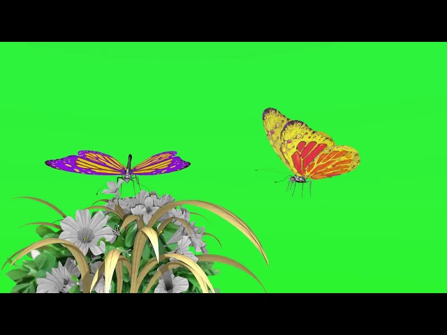 #Butterfly and flower flying green screen  | GreenScreen Video