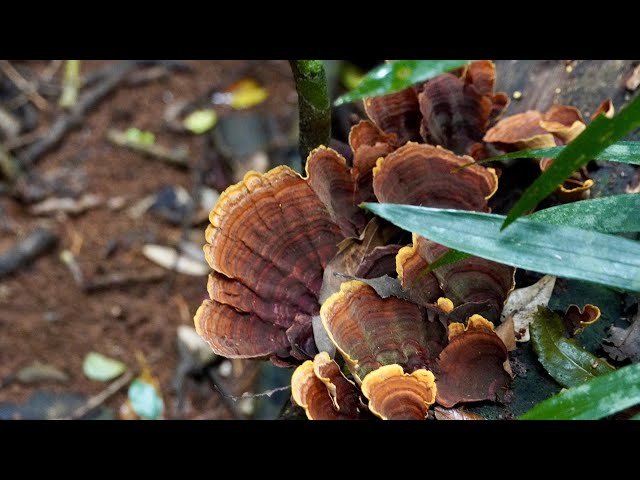 The Treasures in a Rainforest | Mary Carinross Park, Queensland, Australia