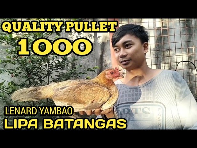 PRICE UPDATE TIANGEAN NG MANOK SA LIPA BATANGAS I DAMING PAG PIPILIAN