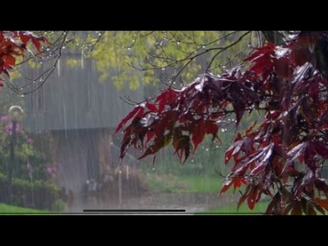 Relaxing Garden Rain - Real Uk Rainfall for comforting Sleep - 3 hours