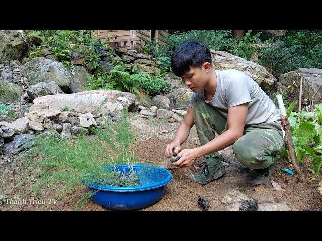 Alone Living off grid in forest,Gardening, harvesting jackfruit, asparagus, pineapple to market sell