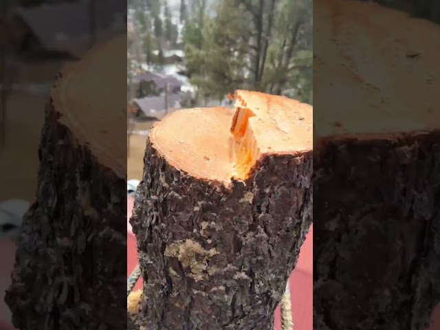 Ponderosa Take Down #tree #lumberjack #arborist #wood #chainsaw #logging #woodworking #stihl