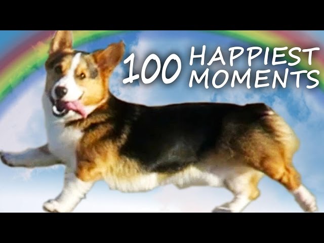 A Dog's Life: CORGI PUPPY'S 100 HAPPIEST MOMENTS