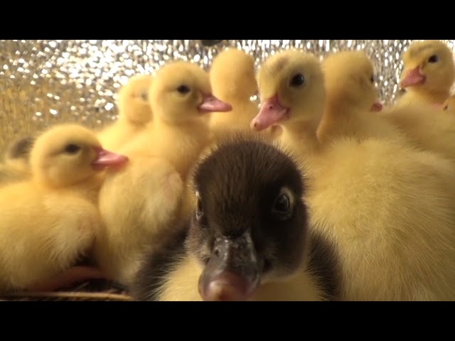 Cute Ducklings Baby Ducks Videos #pato