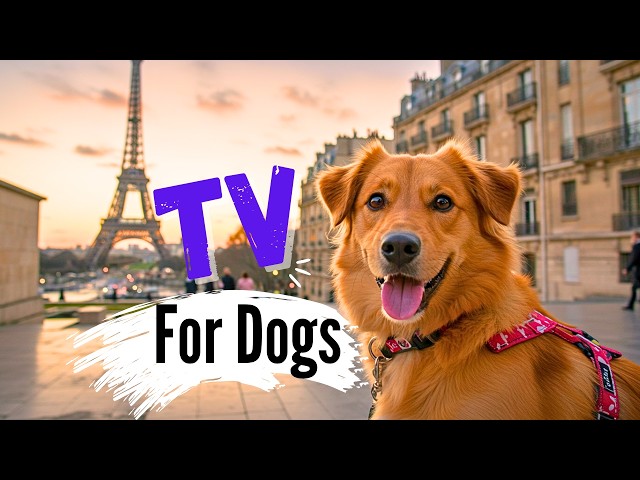 Dogs Exploring Beautiful and Iconic Spots in Paris - Your Dog Will LOVE This!