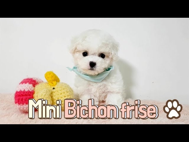 Mini Bichon frise puppy - Teacup puppies KimsKennelUS