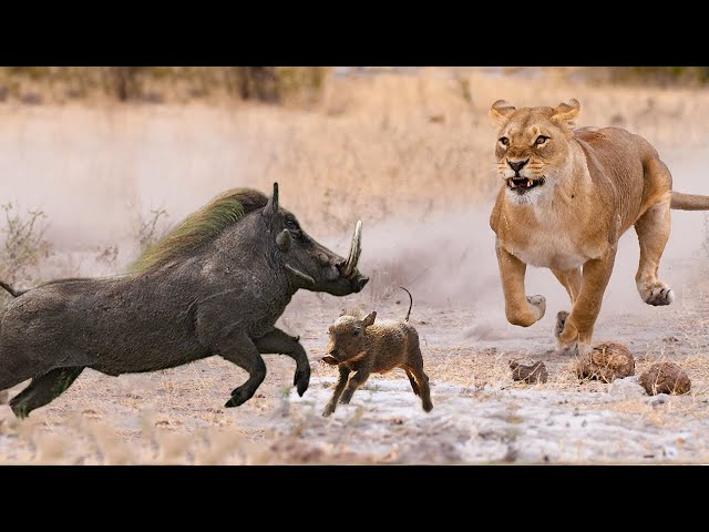 Being Chased By Lions, The Wild Boar Made A Sharp Turn And Escaped Spectacularly.