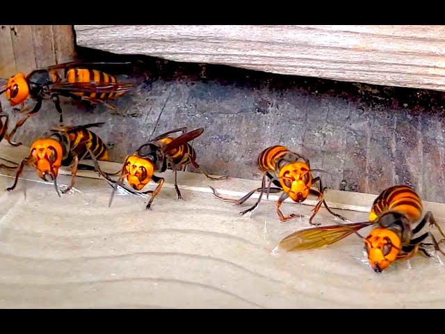 Catching giant hornets with a sticky sheet, but a smart hornet avoided the trap (with subtitles)