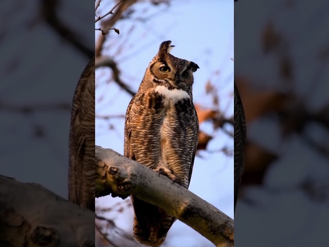 Meet the Great Horned Owl! #animals #nature #wildlife