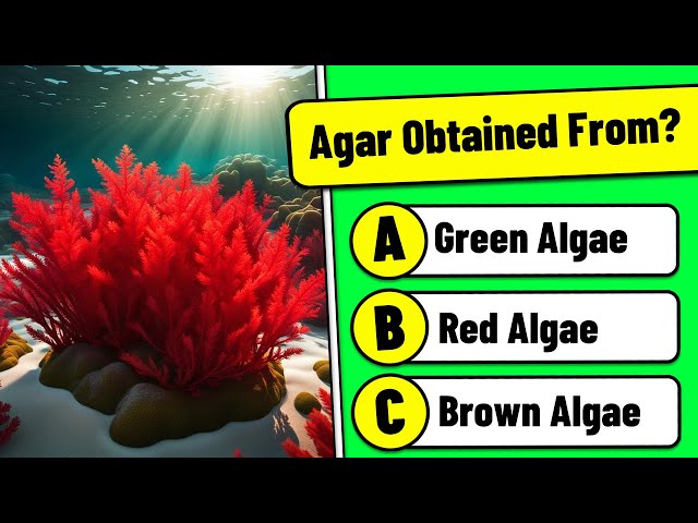 Algae MCQ 🙋 How Much Do You Know About Algae? 📚 Science MCQ for Competitive Exams