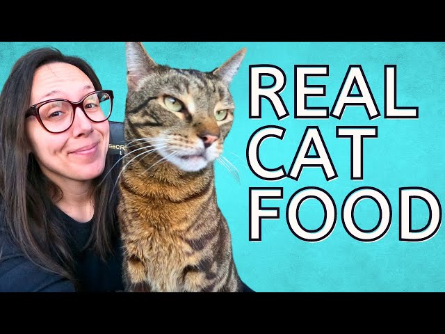 What should I feed my cat?