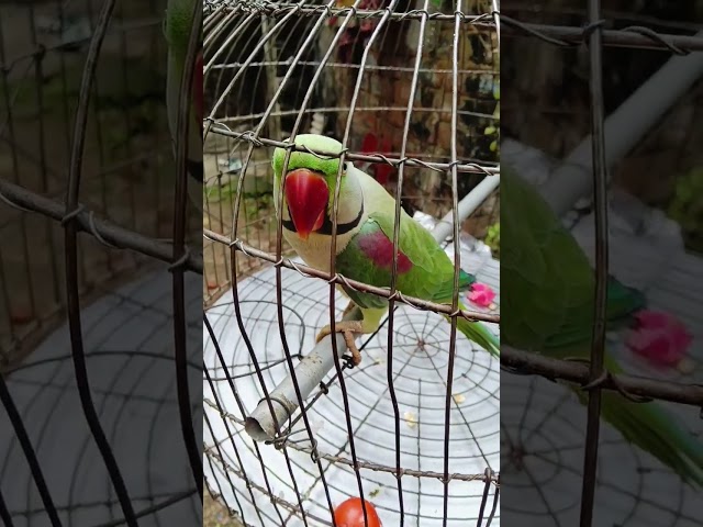 Talking parrot|parrot video|sound #parrot #birds#video#pets#trending#viralvideo#shorts#shortvideo