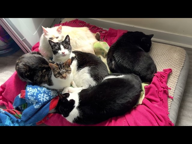 5 cats 1 bed