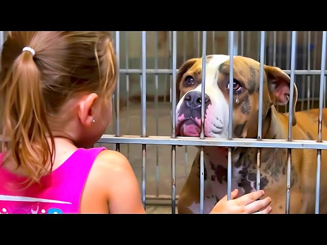 A sick pit bull was going to be euthanized. But just look at what the girl did!