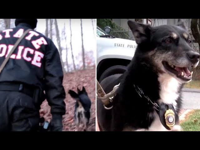 Six Years After A Cop Rescued This Un-Adoptable Dog, They Made A Disturbing Discovery In The Woods