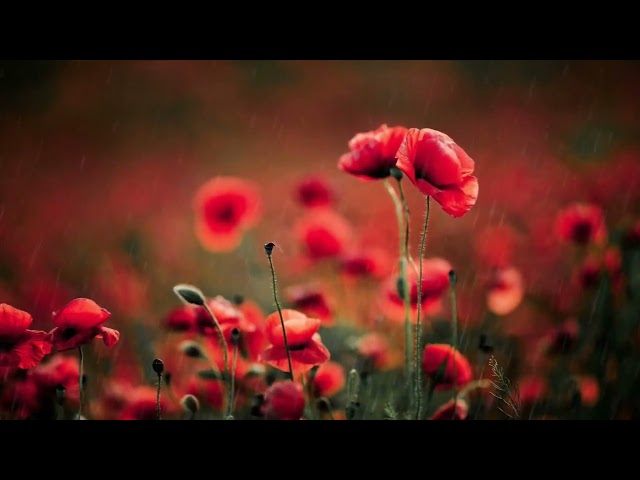 "1 Hour of Gentle Rain on Flowers with Romantic Melody | Perfect for Relaxation and Love"