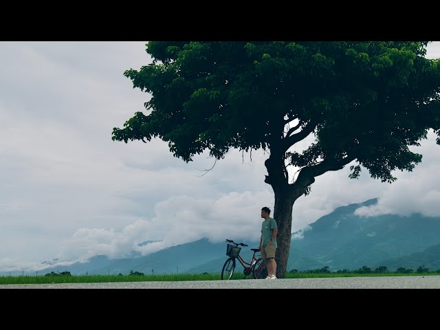 一人，一車，一樹，臺灣一人旅（完）｜臺東池上鄉｜4K HDR