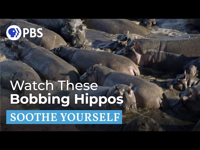 Bobbing Hippos | Soothe Yourself | PBS NATURE