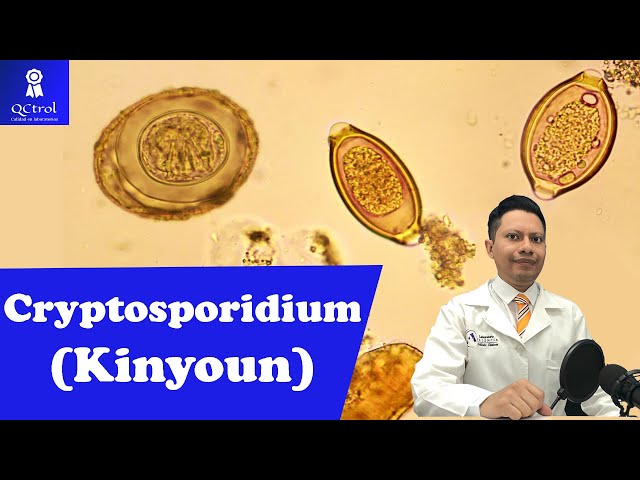 Meet Cryptosporidium: Morphology and KEYS for its identification🔬