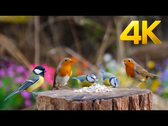 Cat TV for Cats to Watch 😺 Spring Birds feeding 🐦 8 Hours(4K)