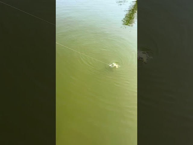 A huge bass comes up to eat a brim!