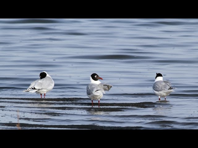 Live: Endangered relict gulls in N China's nature reserve – Ep. 3