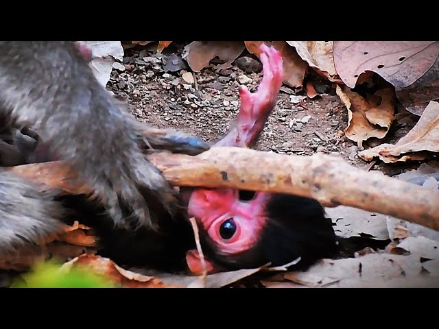 Beautiful newborn baby monkey trying hard to move | Serene Natural Wildlife