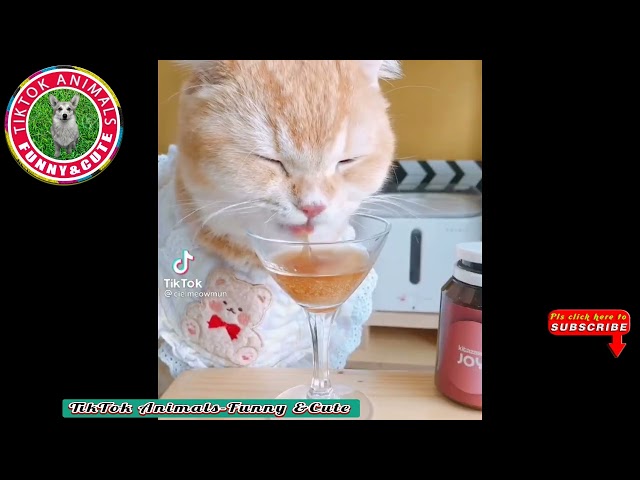 🐱TikTok Animals-Funny and Cute -Cat Video #09 || TikTok Animals-Funny and Cute Channel.