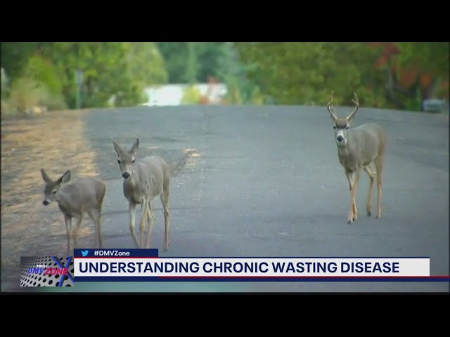 Virginia wildlife experts investigating spread of 'zombie deer disease' | FOX 5 DC