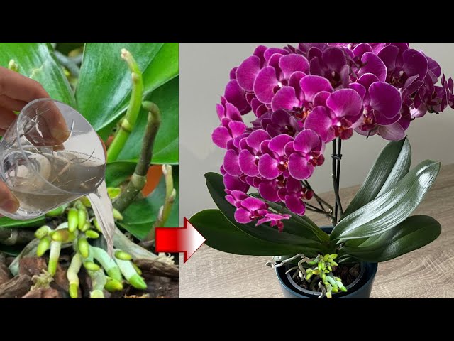 Do this urgently❗️Orchids will bloom abundantly all year round and produce healthy roots.