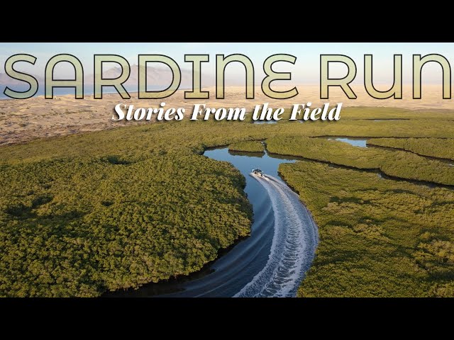 Underwater with the Sardine Run at Magdalena Bay with Brandi Mueller