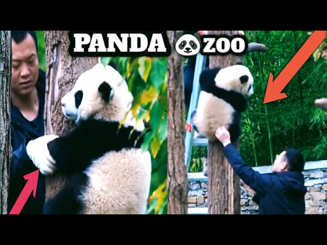 Pandas Playing With Zookeeper | Aww Cute Panda - Funniest Animals Compilation