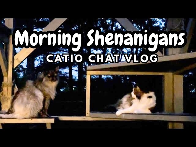 spunky cats on the catio #pets #animals #catlover #cute