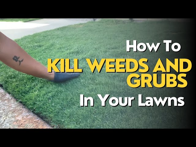 How To Kill Weeds and Grubs In Your Lawn