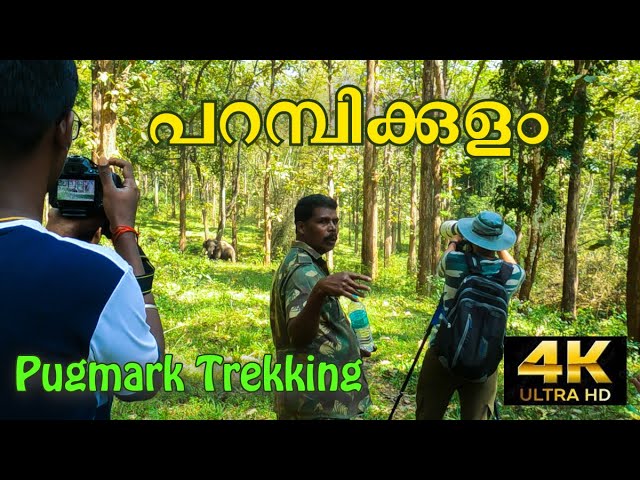 Pugmark Trekking Trail  |  Parambikulam  Tiger Reserve | 4K UHD | Kerala safari