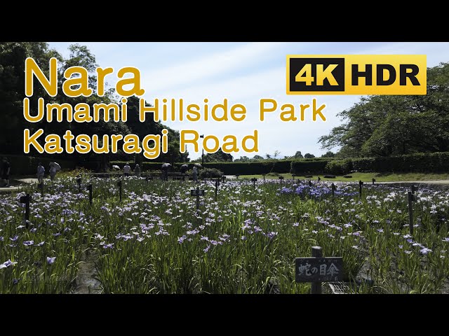 [4K HDR] Umami Kyuryo Koen & Katuragi no Michi Walk 2024