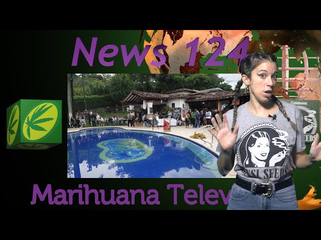 Tiempos de COSECHAR FLORES de MARIHUANA y de FERIAS del CANNABIS. TIPS de CULTIVO y SILICIO NEWS 124