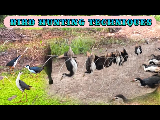 Bird Hunting Techniques |How To Hunt Many Wild Birds|