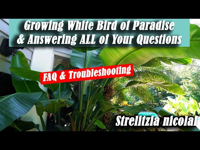 White Bird of Paradise Care & Troubleshooting FAQ