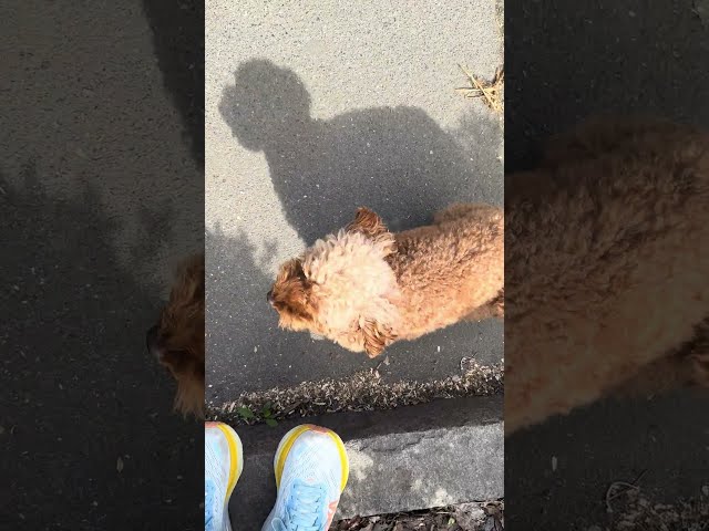 Dogs, cute dog poodle greets my sister on the street 💕