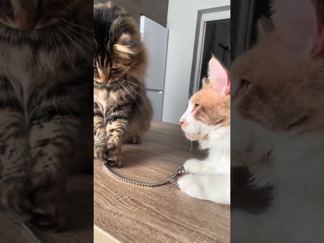 Maine Coon | Giochi di squadra 😹| Mambo il Siberiano e Mike il Maine coon