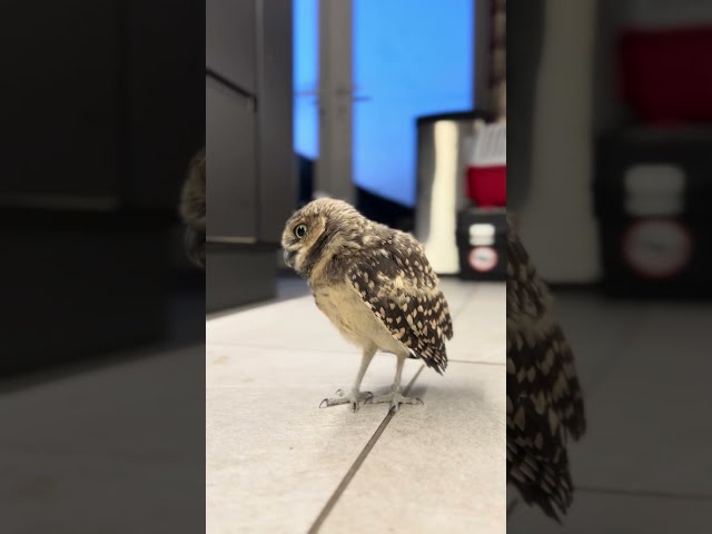 Owlet Makes Funny Head Movements - 1634957