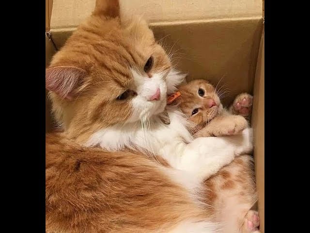 Cute babies cats😂 collection of cute cats moments from videos#50