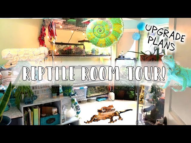 Reptile Room Tour! (Spring 2019) // Upgrade Plans!