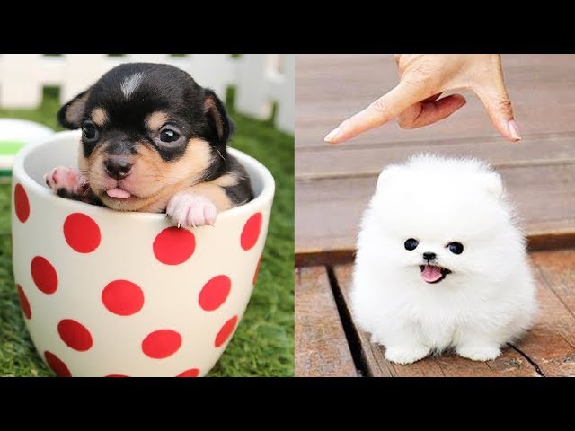 You will laugh at all the DOGS 🤣 Funny DOG Videos 😂🐶