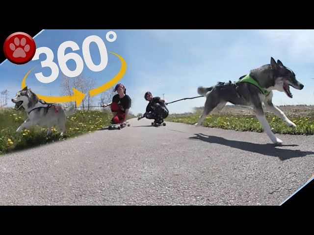 #360​ Husky Urban Mushing Experience!